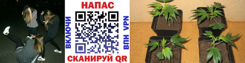 Какие есть наркотики Нерехта A-PVP  Амфетамин  МЕФ  ГАШ  Каннабис 